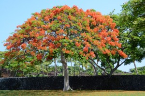 baum