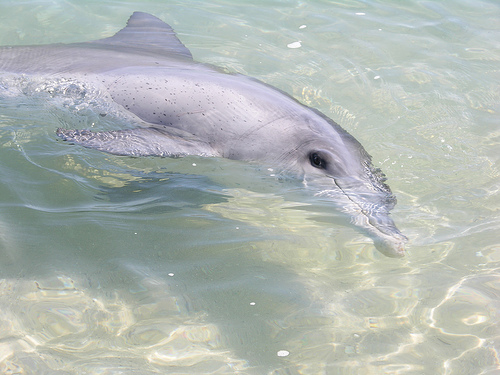 Dolphin.monkey.mia_Tursiops