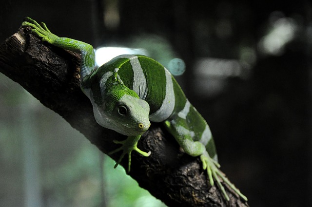fijileguan