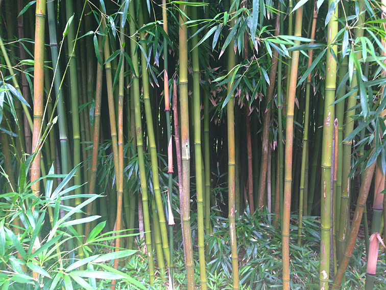 Im Dickicht des Pipiwai Trails