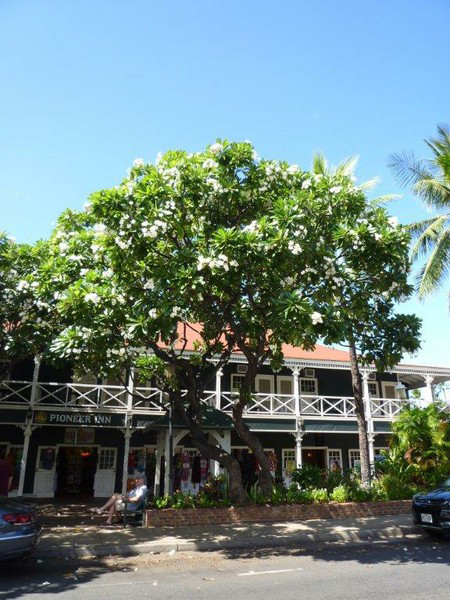 Lahaina Maui