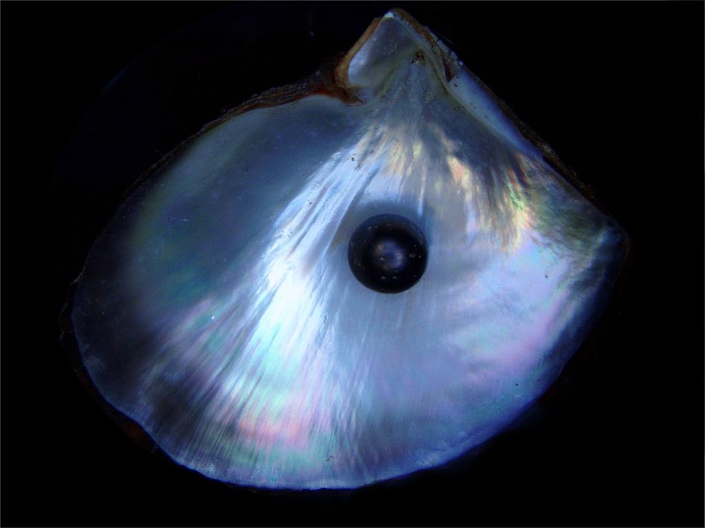 Black_Pearl