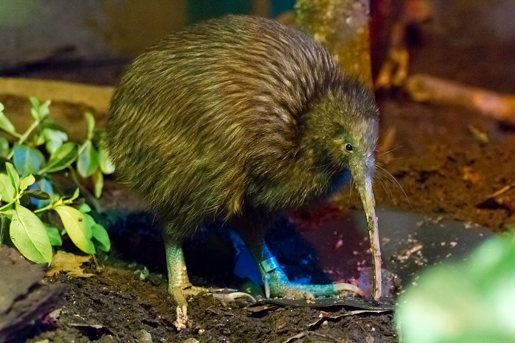 Kiwi