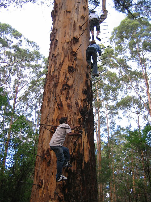Gloucester Baum im Gloucester National Park