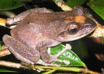 Baumfrosch