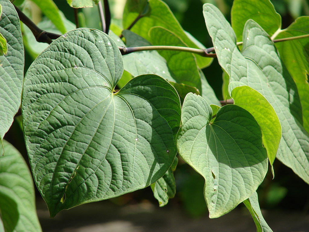 Kava Pflanze