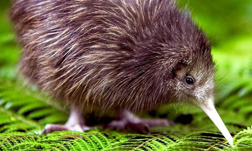 Ganz nah am Kiwi