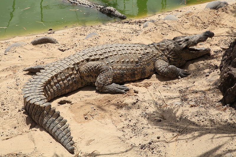 Krokodile