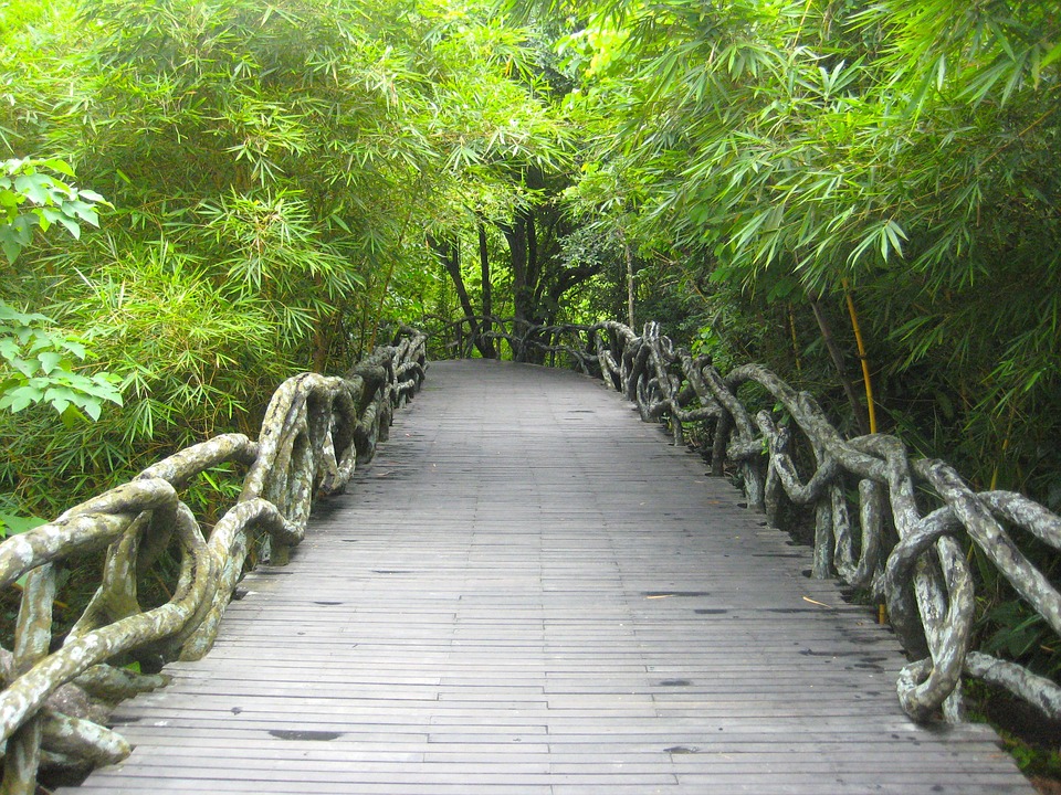 Yanoda-Rainforest