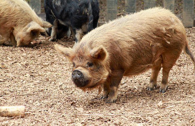 Attraktion im Hamilton Zoo: Die Kunekune Schweine