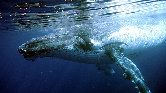 Buckelwal in Tonga