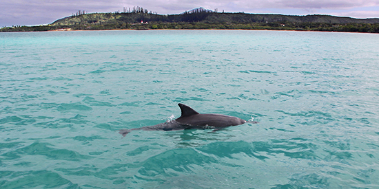 idp_ausflug_delfin_2953