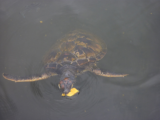 Schildkröten füttern