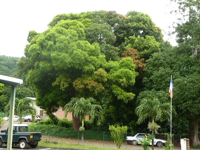 Mango-Baum