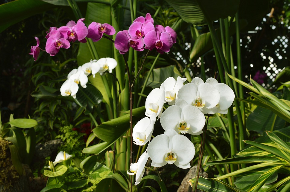 Orchideengarten