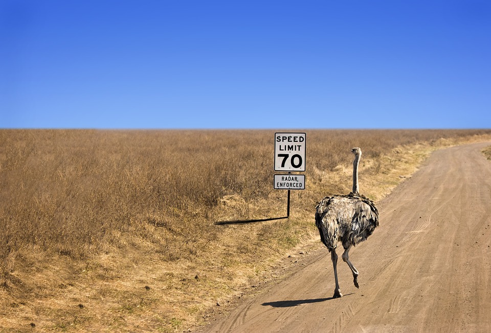15 Tiere In Australien Die Man Sonst Nur Aus Dem Zoo Kennt Pacific Travel House Blog