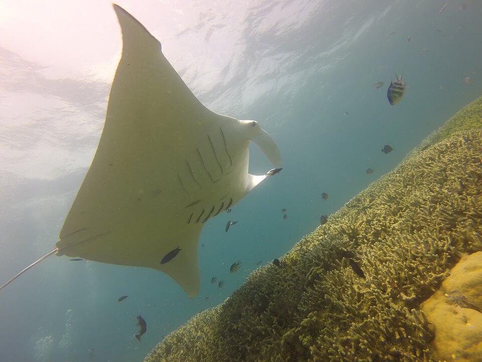 Manta in Yap