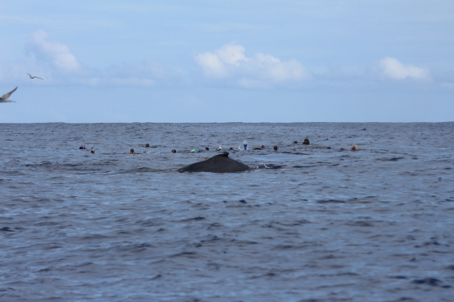 Buckelwale & Menschen im Wasser vor Moorea