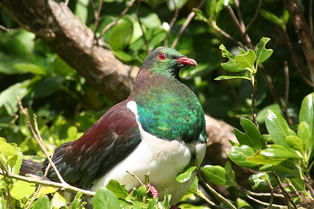 Kereru Taube