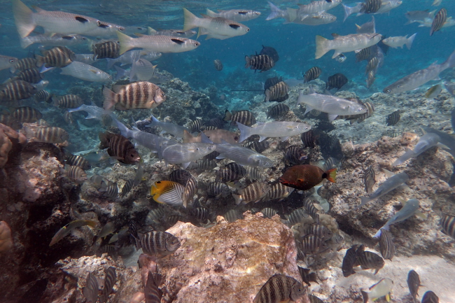 Fische in der Südsee
