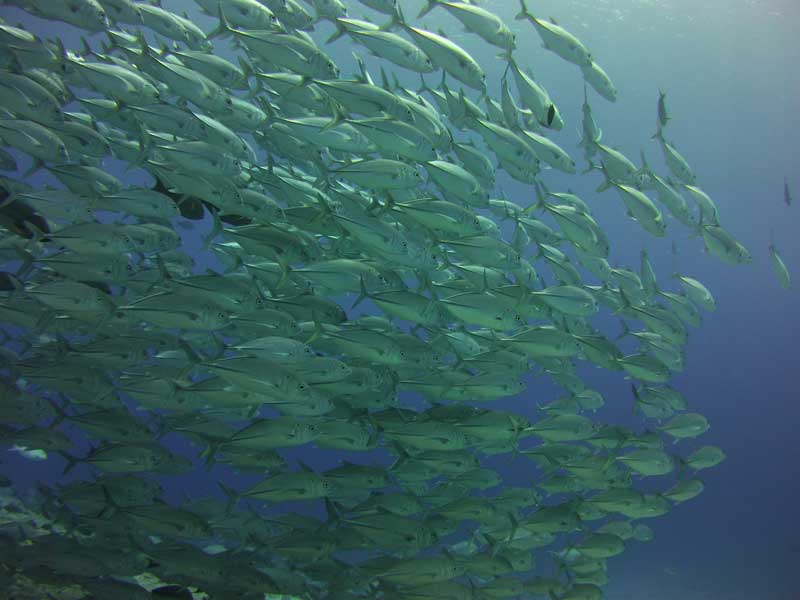 Fischschwarm in Fakarava
