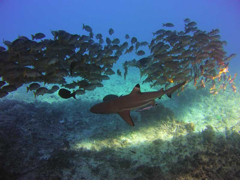Tauchen in Fakarava