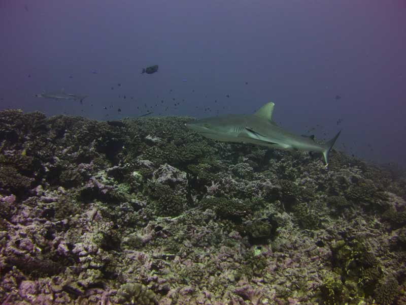 Hai in Fakarawa