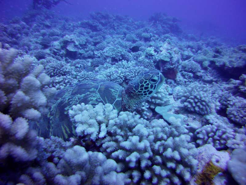 Schildkröte in Moorea