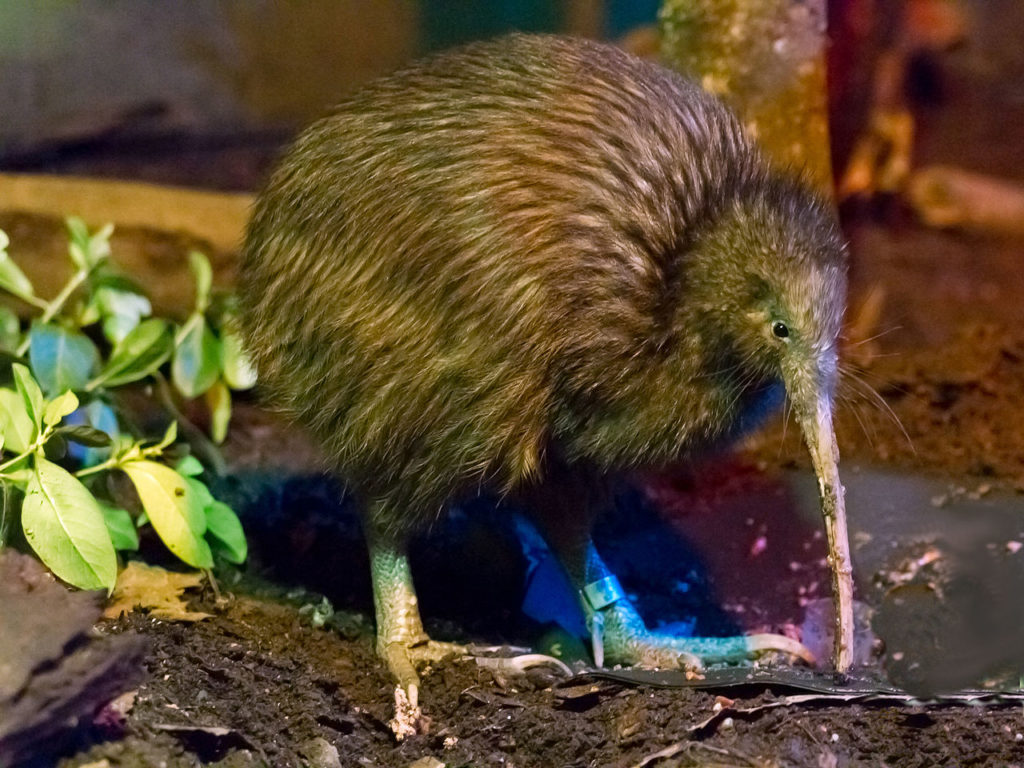 15 Tiere in Neuseeland, die man sonst nur im Zoo sieht