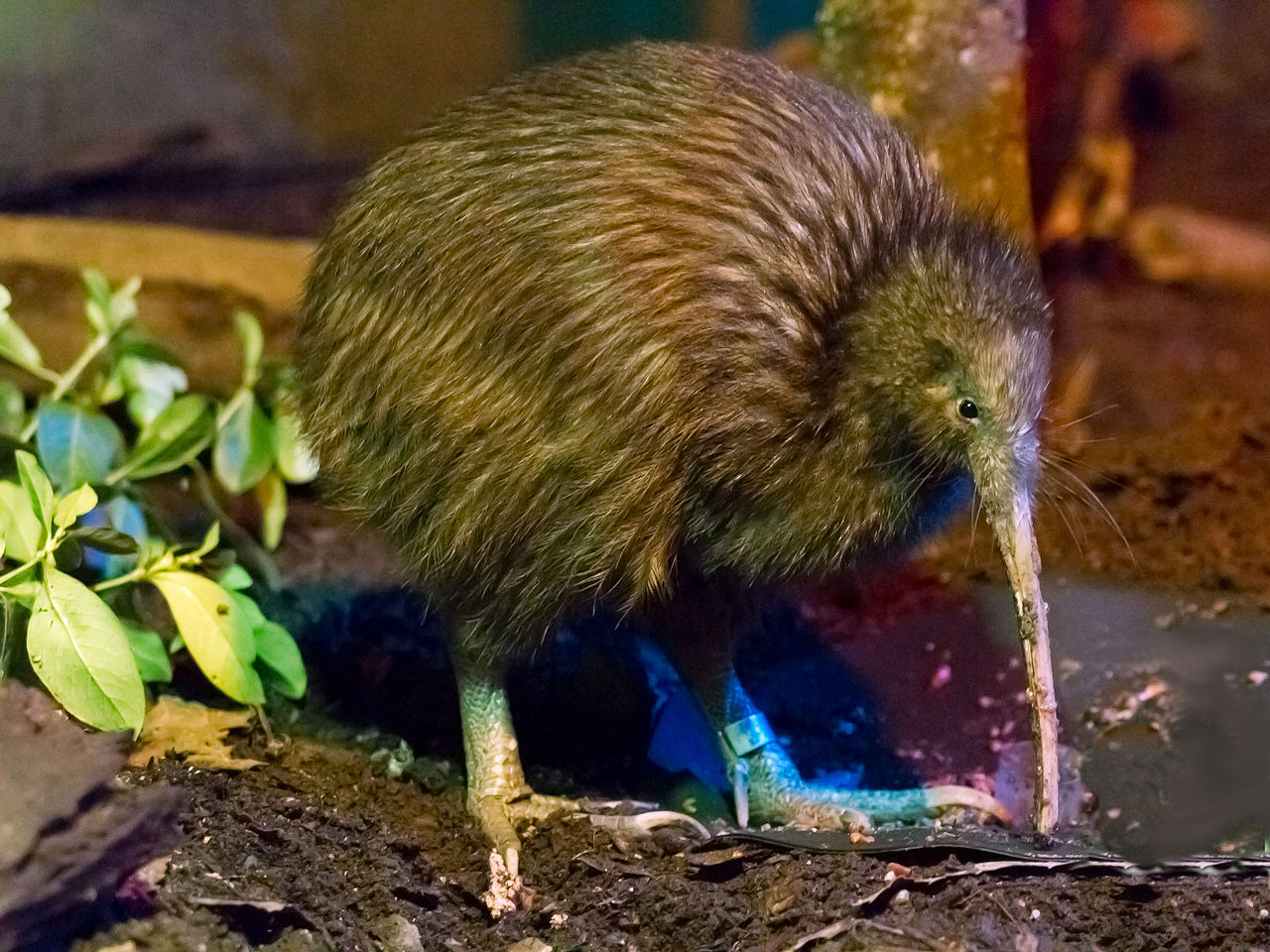 Kiwi