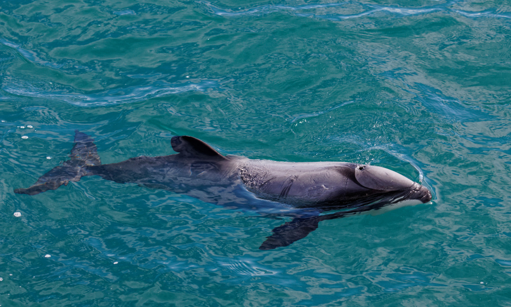 Maui-Delfin