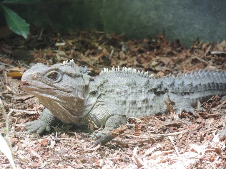 15 Tiere in Neuseeland, die man sonst nur im Zoo sieht