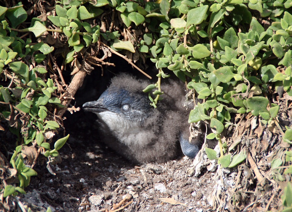 Kleiner Pinguin im Nest