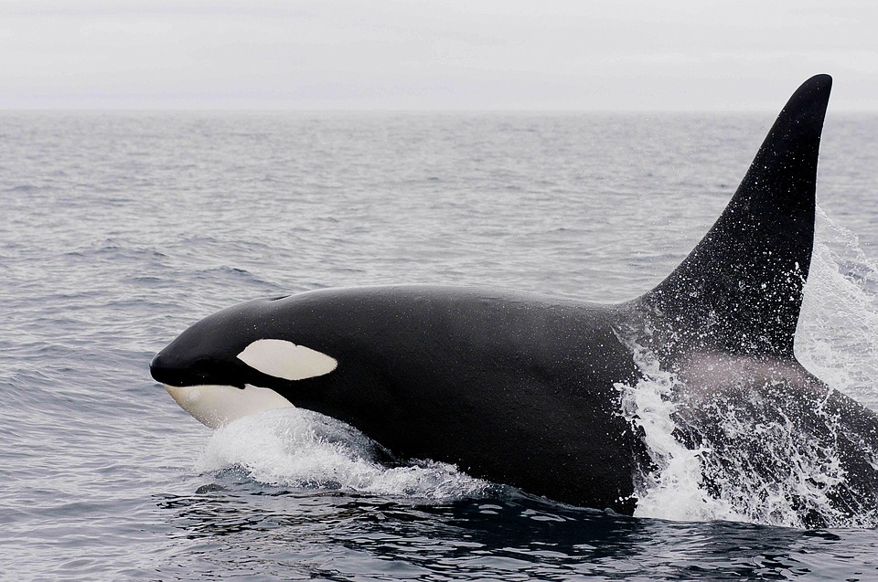 Orcas in Tasmanien