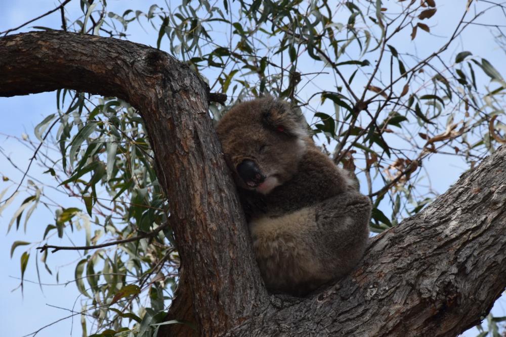 Koala auf auf Raymond Island 