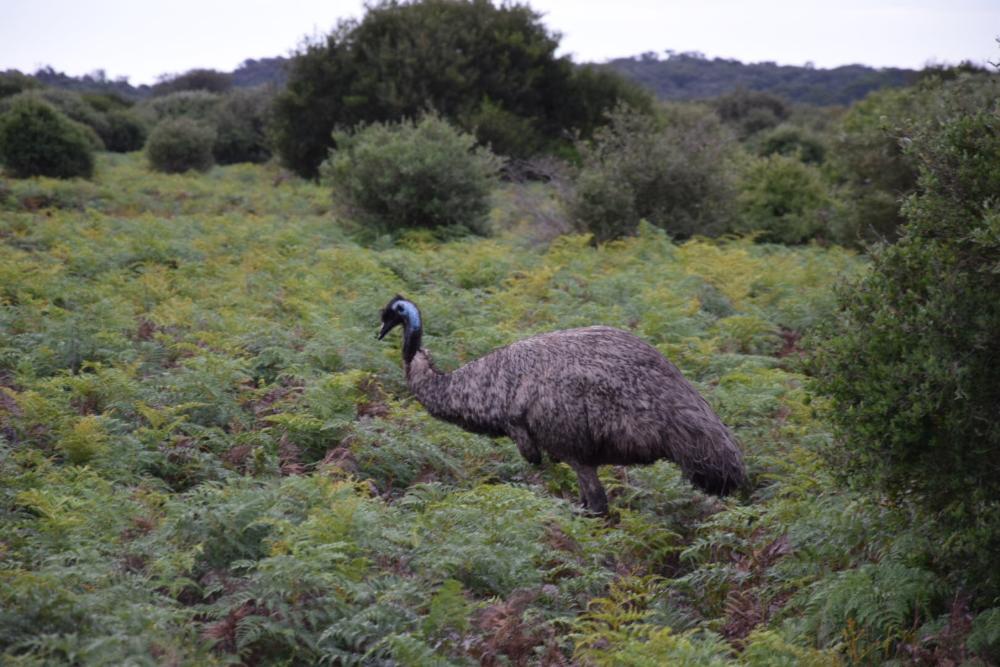 Vogel in der wildlife area des Wilsons Promontory Nationalpark