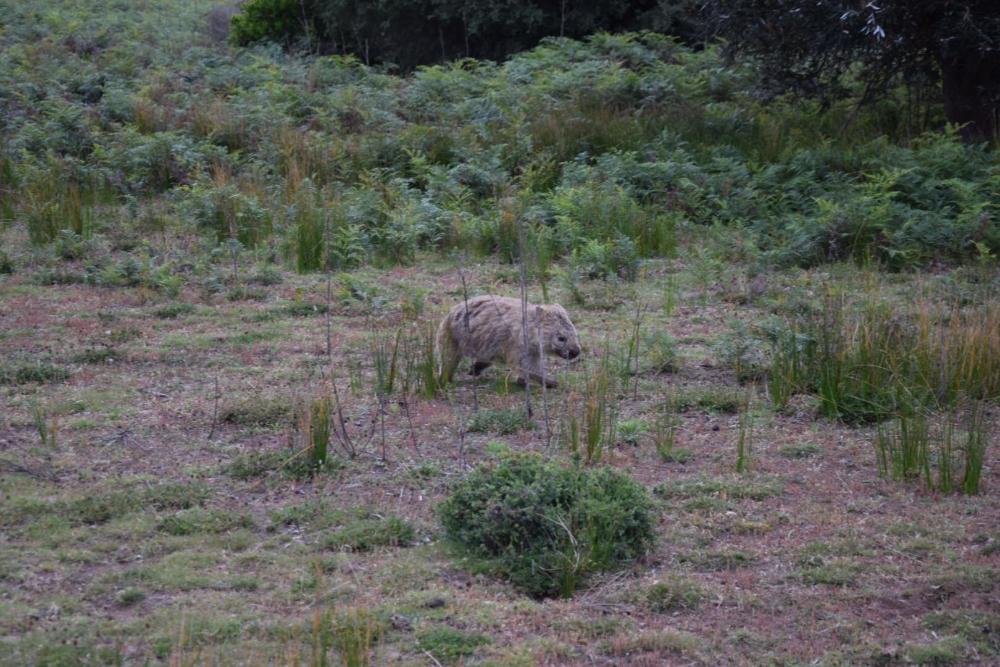 Wombat in der wildlife area des Wilsons Promontory Nationalp
