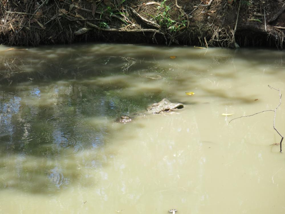 Krokodil im Billabong Sanctuary