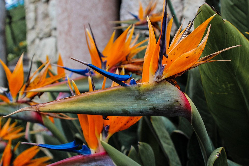 Strelizien im Botanischen Garten