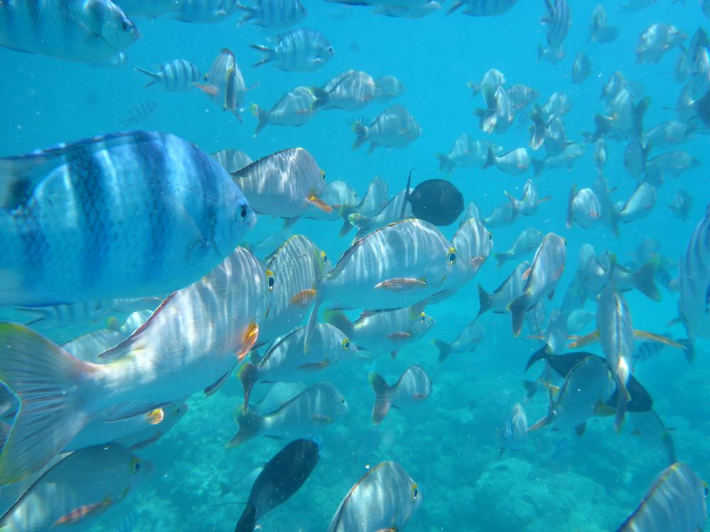 Schwimmen mit Fischen in Rangiroa