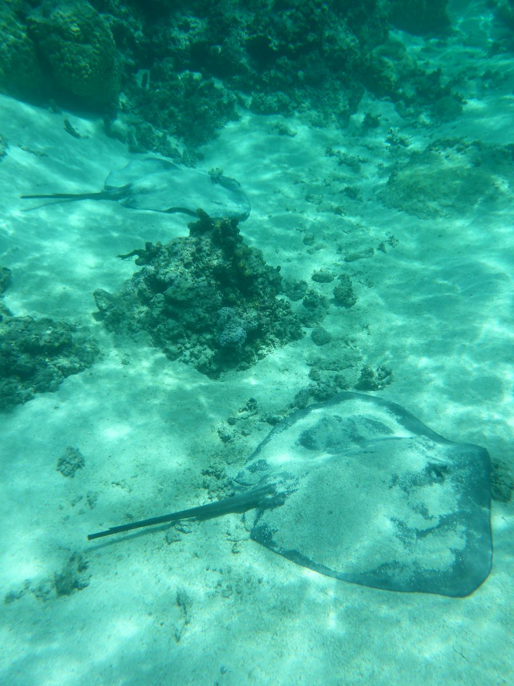 Rochen in Moorea