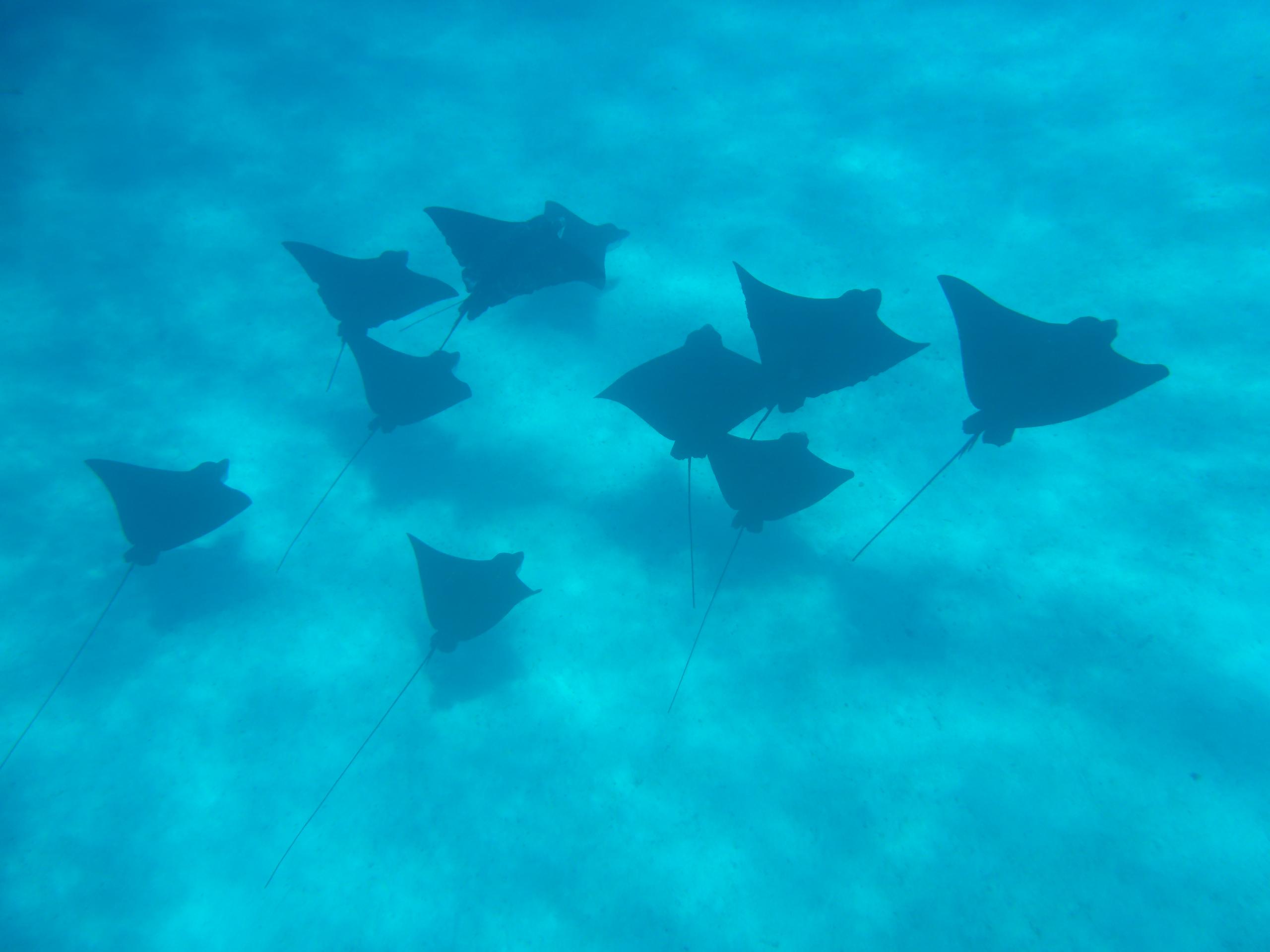 Rochen in Bora Bora