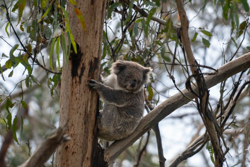 Koala-Station auf Phillip Island