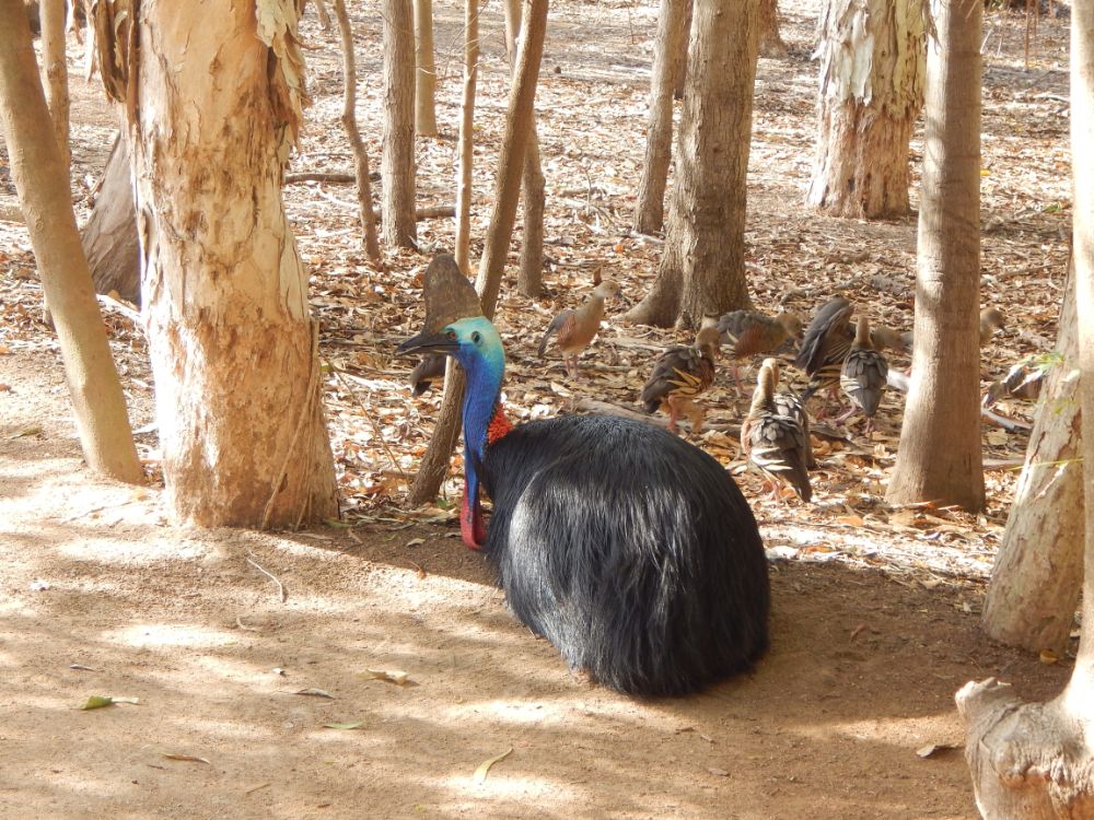 Cassowary