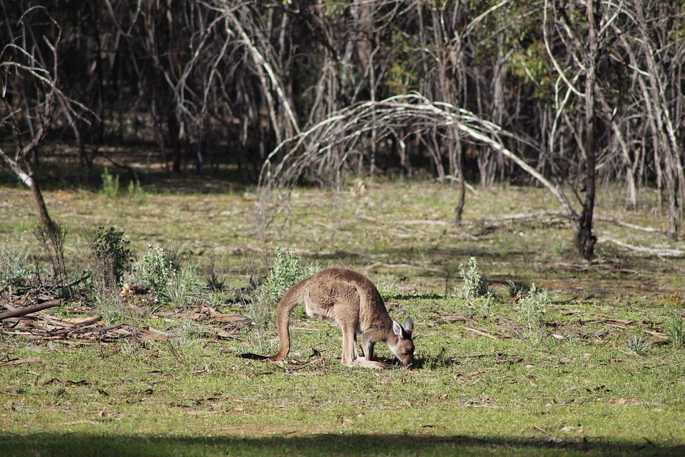 Känguru im Flinders Range Nationalpark
