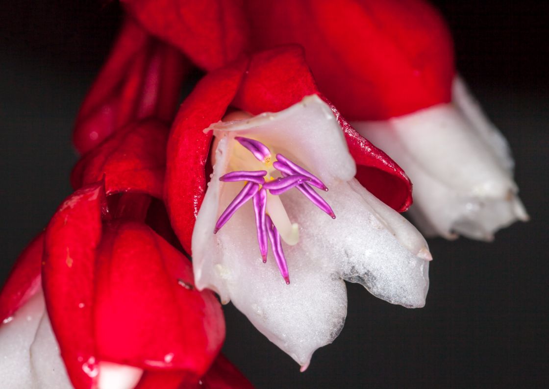 Tamigaucia Blume aus Fiji