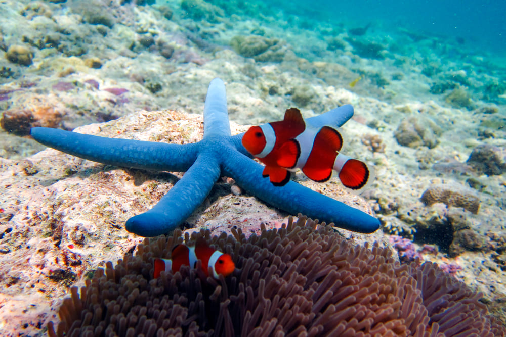 Blauer Seestern mit Clownfisch