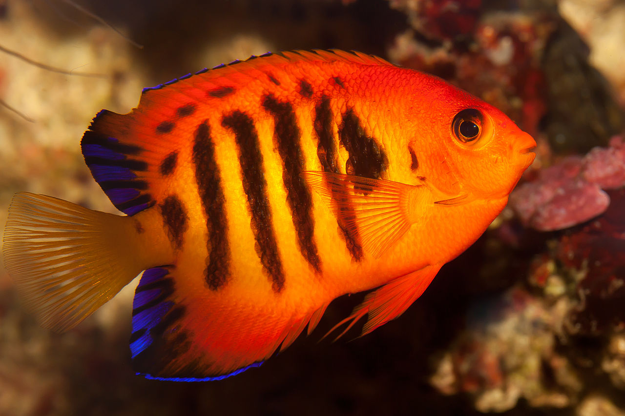 Flammen-Zwergkaiserfisch (Centropyge loricula)