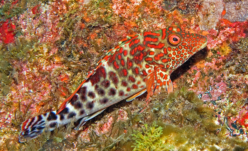 Korallenwächter (Notocirrhitus splendens)