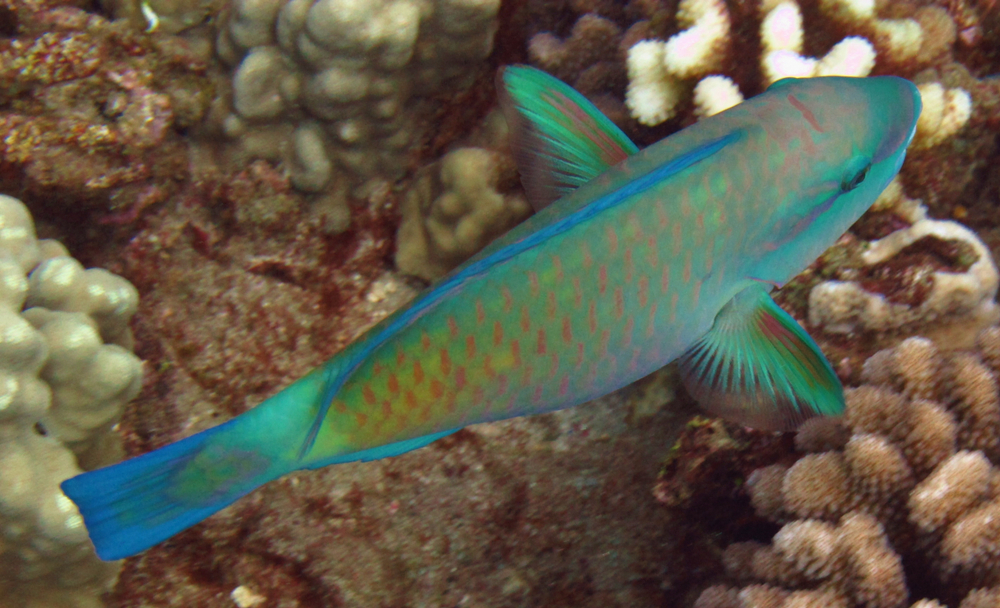 Pazifischer Kugelkopf-Papageienfisch (Chlorurus spilurus)